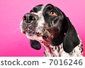 English pointer 7016246