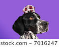 Profile of English pointer wearing a hat 7016247