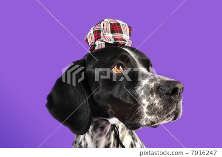 Profile of English pointer wearing a hat 7016247
