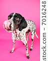 Poeli's English pointer 7016248