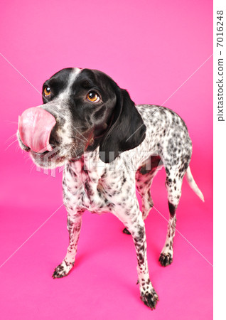 Poeli's English pointer 7016248