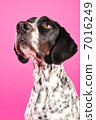 An English pointer to look up 7016249