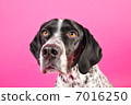 English pointer 7016250