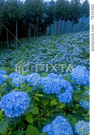 Hanazono繡球花園 7016368