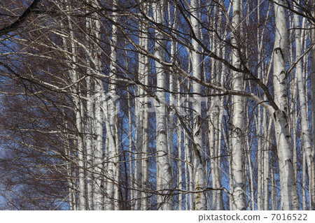 Birch Birch 7016522