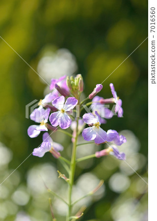 Daikon花 7016560