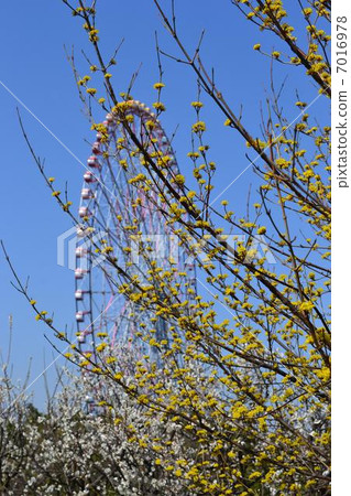 Hu Mei and Ferris wheel 7016978