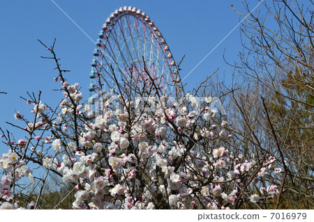 White plum and Ferris Wheel 2 7016979