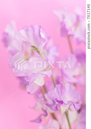 香豌豆花 香豌豆花 7017140