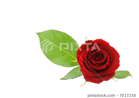 紅玫瑰一個輪子 7017238