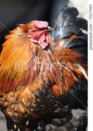 rooster 7017465