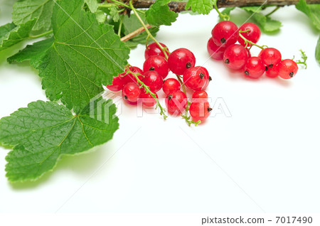 red currant 7017490
