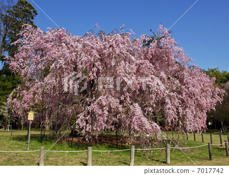 Kamigamo Shrine · Saison Sakura 7017742