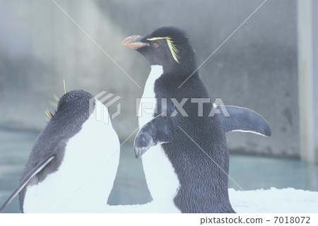 Penguin 7018072