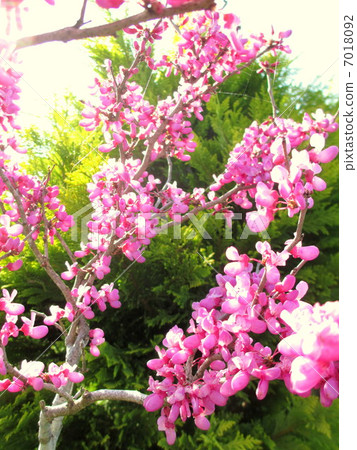 Hanazu and Conifer 7018092