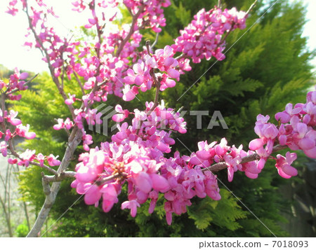 Hanazu and Conifer 7018093