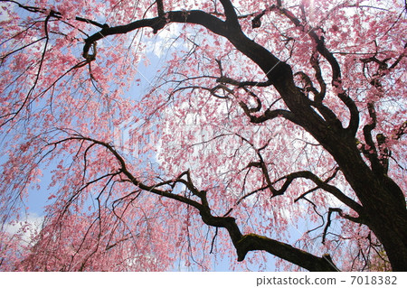 櫻桃樹在天空中 7018382