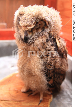 蚯蚓貓頭鷹貓頭鷹猛禽孟加拉鷹眼豆豆睡覺 7018599