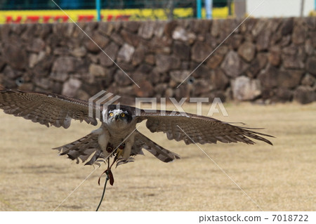 Hawk Taka Birds of Prey fly Flight Otaka 7018722