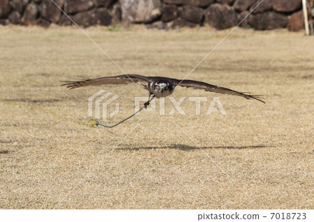 Hawk Taka Birds of Prey fly Flight Otaka 7018723