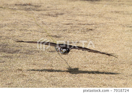 Hawk Taka Birds of Prey fly Flight Otaka 7018724
