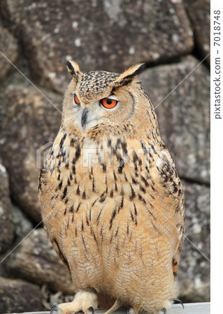 蚯蚓貓頭鷹貓頭鷹猛禽猛禽土庫曼鷹蠕蟲 7018748