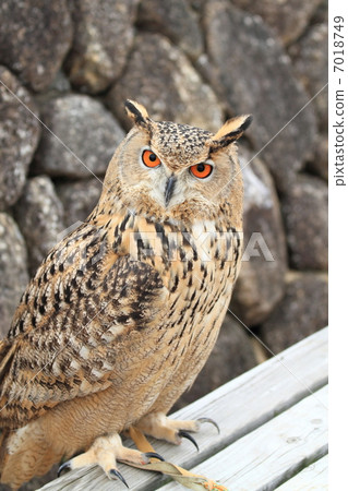 蚯蚓貓頭鷹貓頭鷹猛禽猛禽土庫曼鷹蠕蟲 7018749