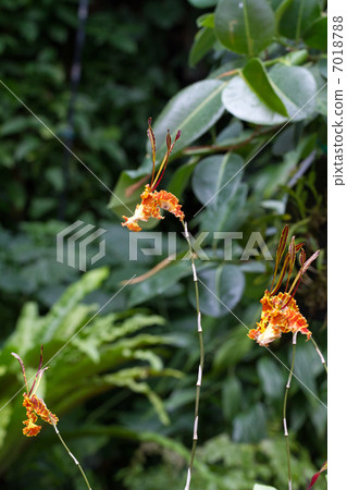 Saikopsis Kalihi 7018788