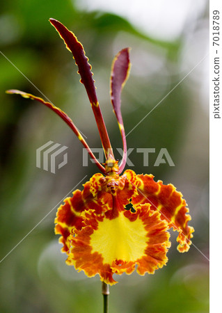 Saikopsis Kalihi 7018789