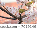 Mejiro and apricot flowers 7019146