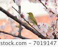 Mejiro and apricot flowers 7019147