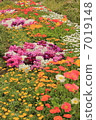  Flower garden 7019148