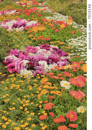 Flower garden Flower garden 7019148