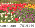 Tulip 7019149