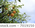Summertime orange 7019150
