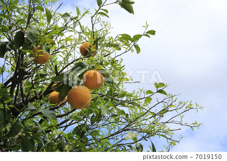 夏季橙色 7019150