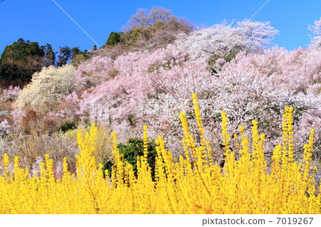 Hanamiyama mountain in spring 7019267
