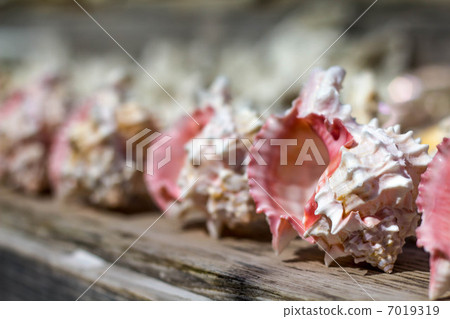 Seashell 7019319