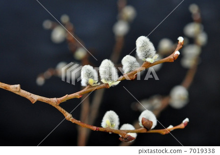 Feline female flower female flower 7019338