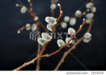 Feline female flower female flower 7019339