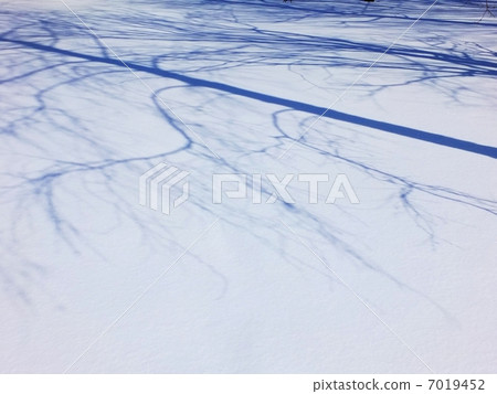 Shadow of a tree Shadow of a tree 7019452