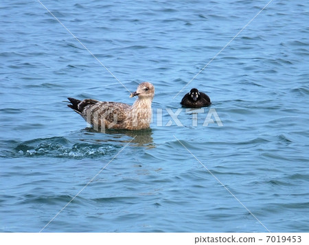 Seagull with a surprised face 7019453