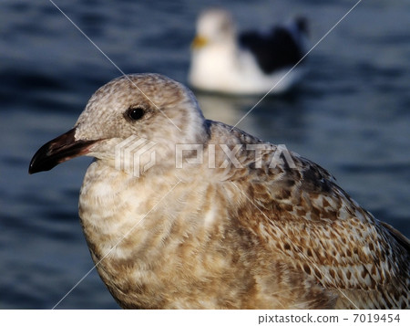 The sunbattle seagulls The sunbattle seagulls 7019454