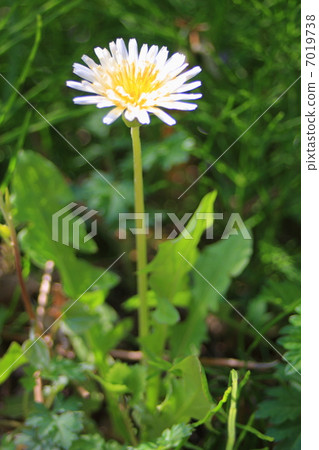White banana dandelion 7019738