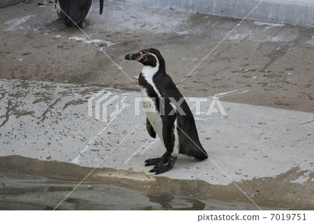 Hun belt penguin 7019751