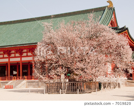 平安神宮的櫻花 7019820