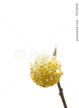 Mitsumata Sanzu 7019849