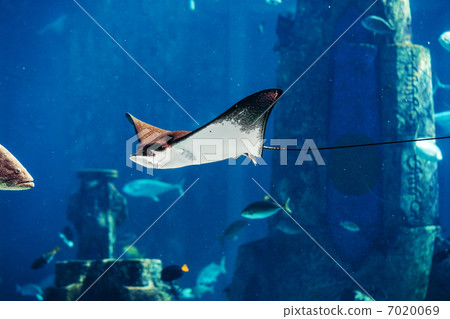 Manta ray floating underwater 7020069