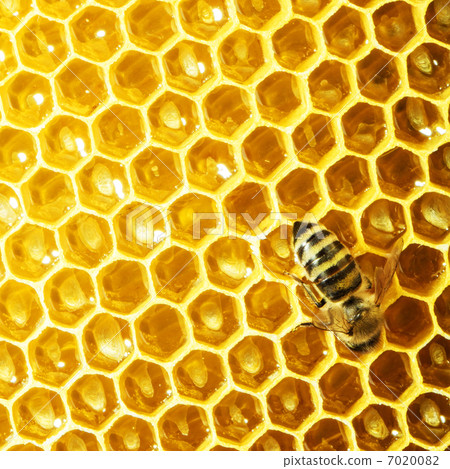bees work on honeycomb with sweet honey bees work on honeycomb with sweet honey 7020082
