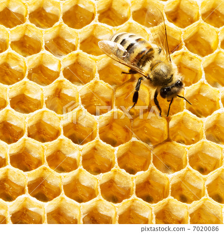 bees work on honeycomb with sweet honey 7020086